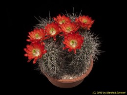 Echinocereus coccineus  ssp. paucispinus 1041